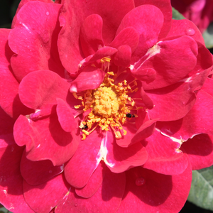 Питомник РозPoзa Диаблотин - Роза флорибунда  - красная - роза без запаха - Жорж Дельбар, Андре Шабер - Обильно цветущая в соцветиях, с неплотным ветвлением и с яркой расцветкой цветков.
